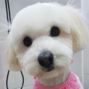 24시 서울 탑 동물병원 이미지