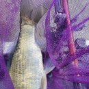 연곡저수지 이미지