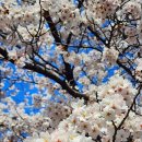 반월공원 | 안산 벚꽃 명소 반월공원 후기, 벚꽃 만개 시기 지금이에요