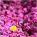 첨단농장 이미지