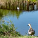 율하체육공원 생태연못 이미지