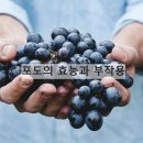 포도 - 양주시 | 포도