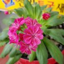 천일토굴새우젓 이미지