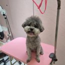 개이쁘댕 이미지