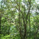 풍산태사로(풍산읍) 이미지