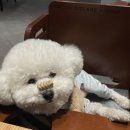 현대애견 이미지