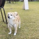 논산애견 이미지