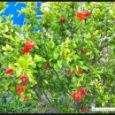 미수농장 이미지