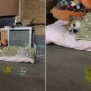 이불 속 댕댕이 이미지