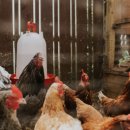 서라벌 가축개량소 | 중세 이후 가축은 커지고 야생동물은 작아졌다?