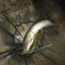 호암낚시터 이미지