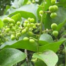 모두의 댕댕이 이미지