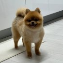 디어몽 이미지