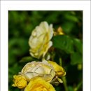 호수공원11로 이미지