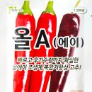 올에이 고추 씨앗종자, 후기 수량까지 확실한 조생계 고추 씨앗!