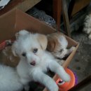 메디펫동물병원 이미지