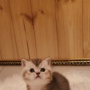 익산원펫 이미지