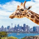 (주)리얼트립 이미지