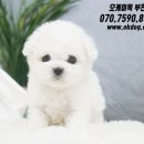 강아지랑고양이 이미지