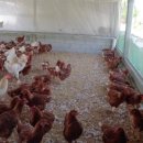 백운농장 이미지