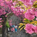 4월 경남 벚꽃 명소 사천 청룡사 겹벚꽃 풍경 가이드