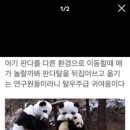 팬더 - 안양시 만안구 양화로115번길 13 | 팬더