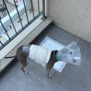 예은치과의원 | 확장 이전한 예은 동물 병원에서 지방종 제거 수술 후기