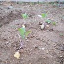 작은나무숲 이미지