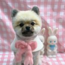 인생멍컷 이미지