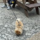 호박 샤브샤브 칼국수 이미지