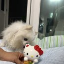 인테리어 저금통 추천 | 먼지네소품샵 헬로키티 마네키네코 저금통 후기