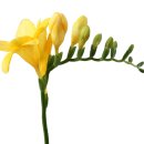 프리지아 B 이미지