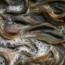 남원골 추어탕 이미지