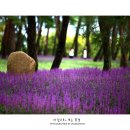 솔숲공원 이미지