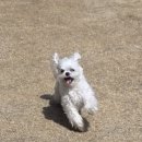 강원파크 | 강원 홍천 비발디파크 소노펫 내돈내산 후기