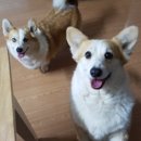 제주코기네 이미지