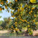 메이플해피하우스 이미지