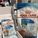 로얄퍼피 | 4개월 포메 아기, 로얄캐닌 퍼피 샘플 먹여본 후기