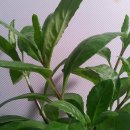 새순농장 이미지