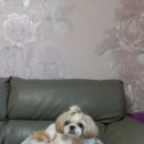 청순하개 이미지