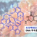멍게 이미지
