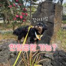 강아지랑 제주 한림공원 가능할까? 직접 다녀온 산책 후기