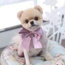 패션그루머 이미지