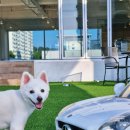 펫라운지 애견유치원 애견호텔 애견미용 이미지