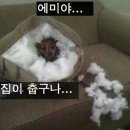 우리집 댕댕이 이미지