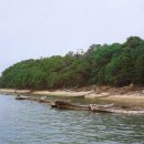 완도 맹선리 상록수림 이미지