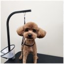 주멍멍 | 덕양구반려견미용 우리 아이 반려견의 첫 미용, 안심하고 맡겼어요