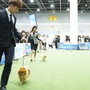 한국동물실용전문학교 이미지