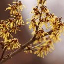 풍년화 (Chinese Witch Hazel) 이미지