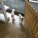 왈왈애견 이미지